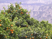 orange tree