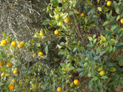 orange tree photo