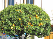 orange tree