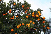 orange tree