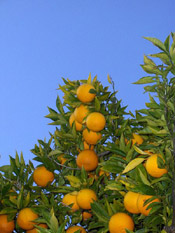 orange tree image