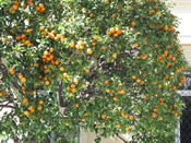 orange tree picture