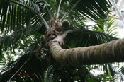 Coconut Palm Tree