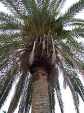 Date Palm