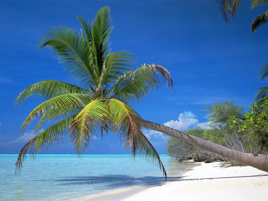 Coconut Palm Tree, Pictures & Facts on Coconut Palm Trees