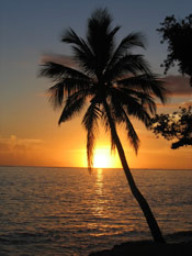 Palm Tree at Dusk