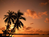 Palm Trees Sunset Photograph