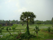 Palm Tree Landscape