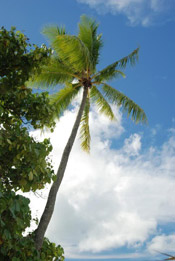 palm tree picture