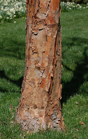 paper bark maple