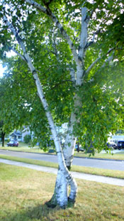 Paper Birch Tree