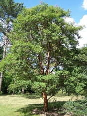 Pictures of Maple Trees: Paper bark maple tree Type