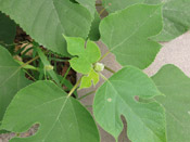 paper mulberry tree