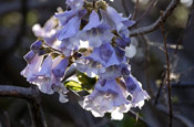 paulownia tree flowers