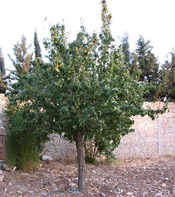 pear tree photo