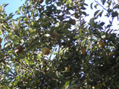 pear tree picture