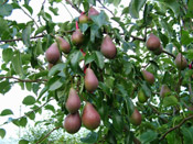 pear tree