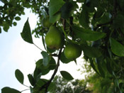 pear tree image