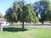 pear tree photo