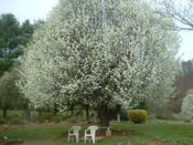 pear tree picture