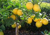 lemon picture