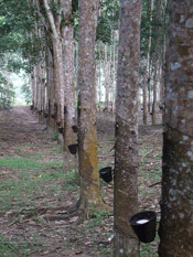 rubber tree plantation