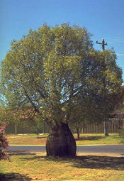 Bottle Tree