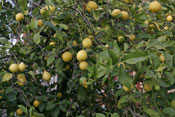 picture of lemons