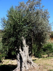 picture of olive tree