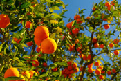 picture of oranges