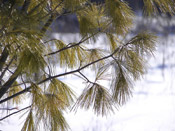 pine tree needles