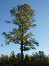 pine tree picture