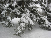 Pine Tree Pictures: Winter Snow covered Pine Tree Needles