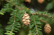 Pinecone Hemlock