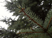 pine tree image