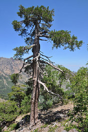 pine tree pic