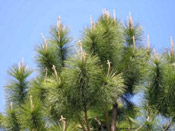 pine tree pic