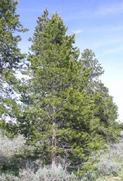 pine tree picture