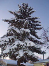 pine tree with snow