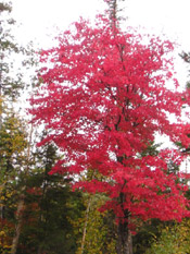 Maple Tree Pictures: Pink maple tree