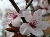 plum tree