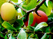 Plums Ripening On A Plum Tree