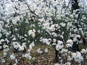 plum tree blooms