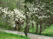 plum tree image