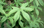 prickly castor leaves