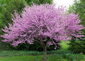 red bud tree