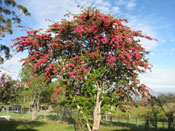 Red Hawthorn Tree