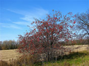 Apple Tree with Luscious Red Apples