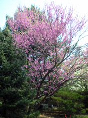 redbud tree image