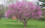 redbud tree